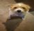 pepsy_75